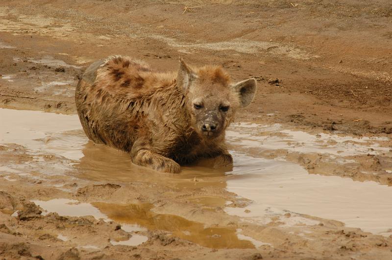 Hyena in Mud.JPG